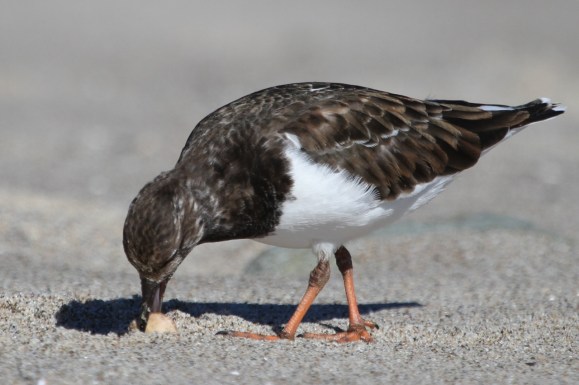 Mystery Bird (J. Waterman 11/22/15)