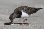 Turnstone Ruddy much black_J Waterman_112215_IMG_8758
