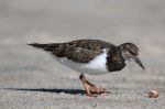 Turnstone Ruddy much black_J Waterman_112215_IMG_8759