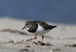 Turnstone Ruddy much black_J Waterman_112215_IMG_8780