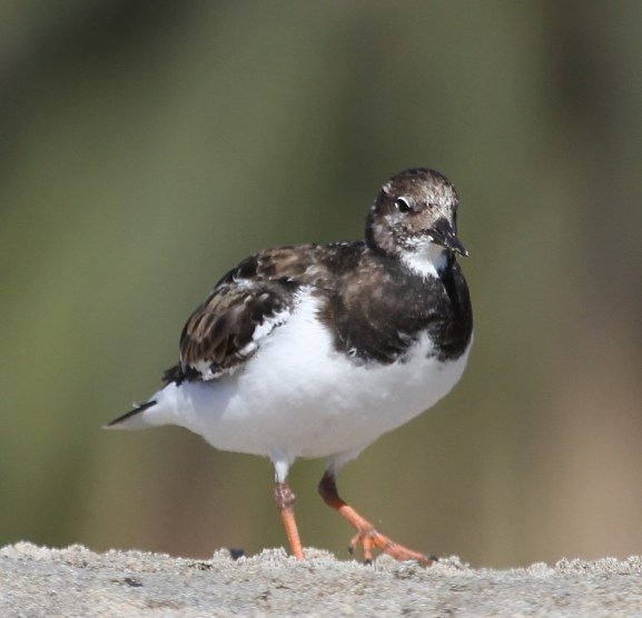 Mystery Bird (J. Waterman 11/22/15)