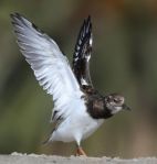 Turnstone Ruddy wings up_J Waterman_112215_IMG_8788