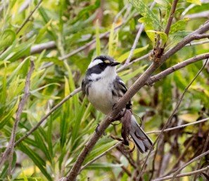 Black-throated Gray Warbler: yellow lores but no black throat (R. Ehler 10/25/15)