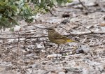 Warbler Palm_R Ehler_2015-10-25_Cr2_0066