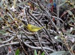 Warbler Yellow 3_J Waterman_2015-10-25_IMG_7701