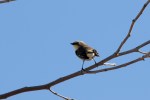 Warbler YR_R Ehler_2015-11-22-0156