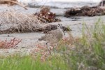 Whimbrel_R Ehler_2015-10-25_0090