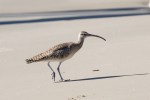 Whimbrel_R Ehler_2015-11-22-0161