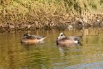 Wigeon pair_R Ehler_2015-11-22-0010