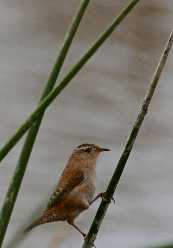 The elusive Marsh Wren(J. Waterman 10/25/15)