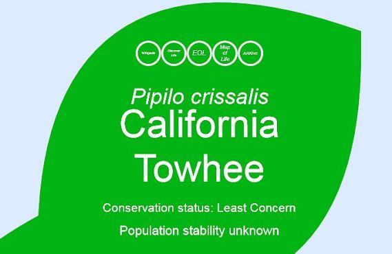 California Towhee closeup from Tree of Life