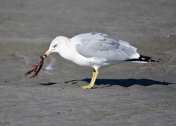 Ring-billed Gull wrestles with a red crab (Grace Murayama 12-18-15)