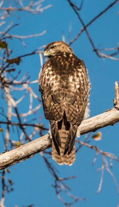 Red-tailed Hawk's mottled back (Ray Juncosa 12/12/15)