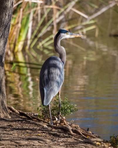 This Great Blue Heron almost picked our pockets (Ray Juncosa 12/12/15)