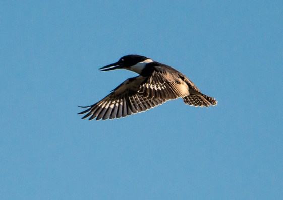 Both male & female Belted Kingfishers were present (Ray Juncosa 12/12/15)