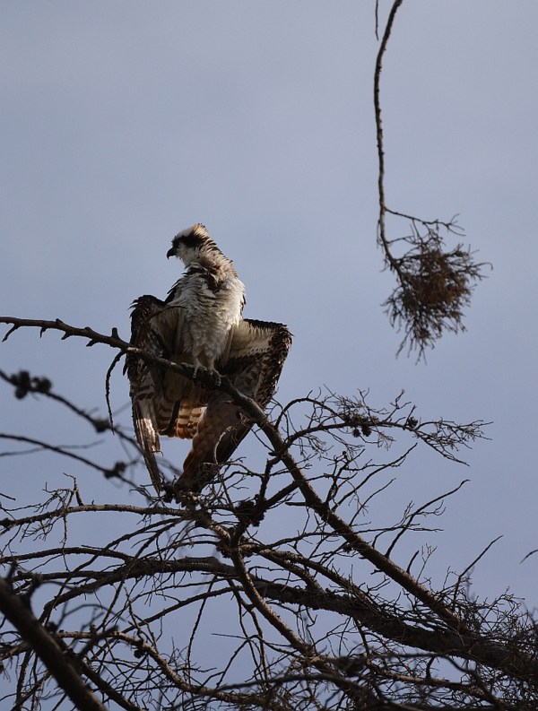Bedraggled Osprey (Grace Murayama 12-13-15)