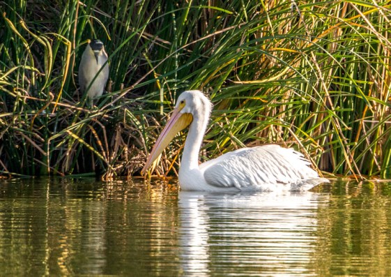 American White Pelican & Black-crowned Night-Heron (Ray Juncosa 12/12/15)