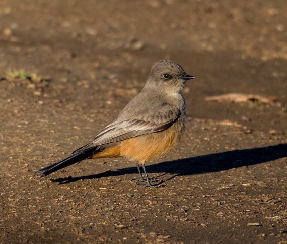 Say's Phoebe busily flycatching by the fence (Ray Juncosa 12/12/15)