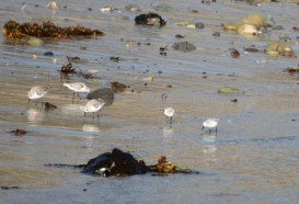 Sanderling group - often confused with Snowy Plovers (Grace Murayama 12-9-15)
