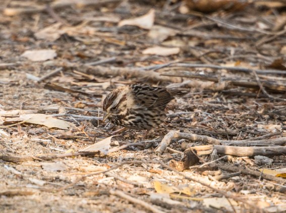 Song Sparrow (Ray Juncosa 12/12/15)