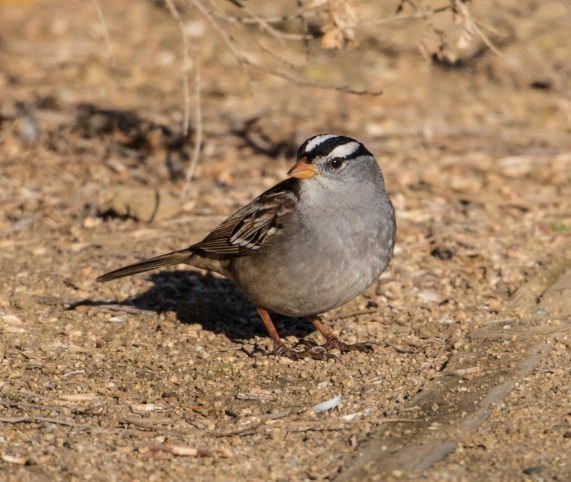 White-crowned Sparrows were common (Ray Juncosa 12/12/15)