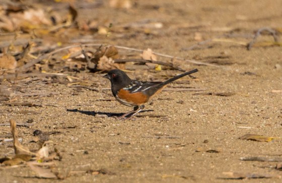 Spotted Towhee (Ray Juncosa 12/12/15)