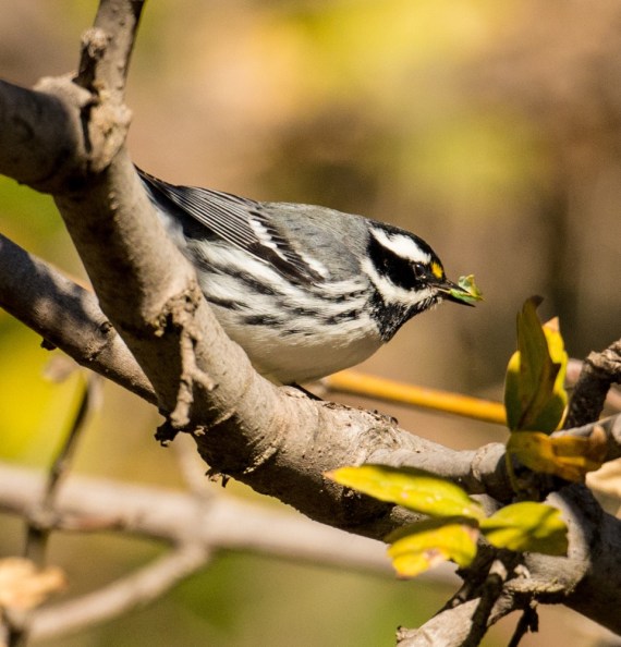 Black-throated Gray Warbler seizes a vermiform (Ray Juncosa 12/12/15)