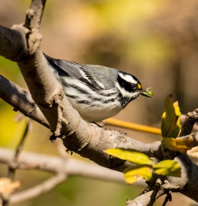 Black=throated Gray Warbler seizes a vermiform (Ray Juncosa 12/12/15)