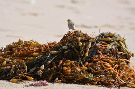Yellow-rumper Warbler temporarily rules the wrack (Grace Murayama 12-5-15)
