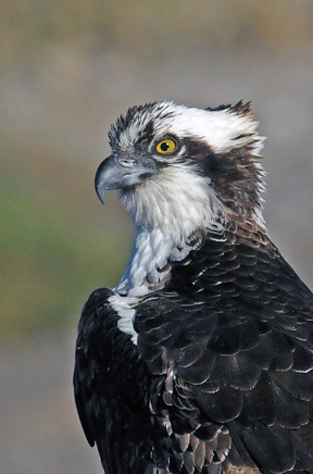 Osprey close-up (Jim Kenney 11-25-15)