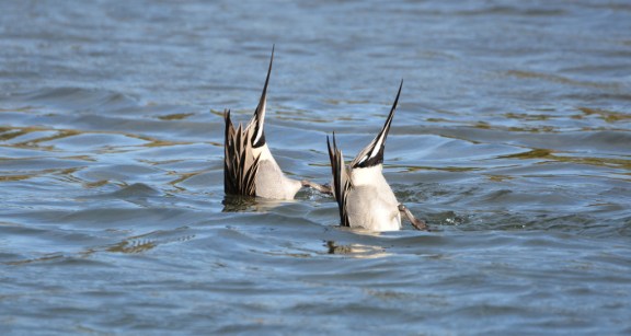 If you can't ID this species from this picture, you need to come on our birdwalk (G. Murayama 12-24-15)