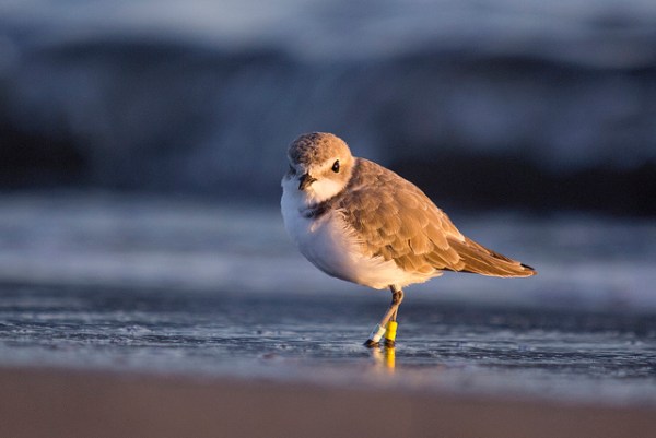 snowy plover.jpg