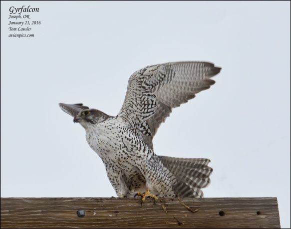 1Bird_Gyrfalcon lifting off_Tom Lawler_Wallowa__Photo Jan 26, 5 02 49 PM