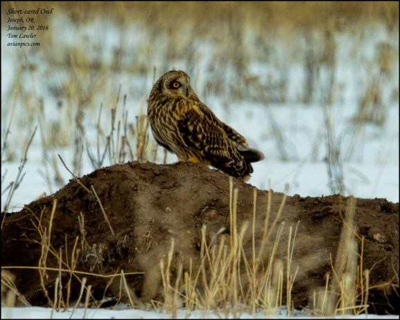 1Bird_Owl Short-eared 1_Tom Lawler_Wallowa_Photo Jan 28, 4 18 43 PM