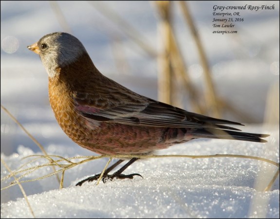 1Bird_Rosy-Finch Gray-crowned_Tom Lawler_Wallowa_Photo Jan 28, 11 34 15 AM