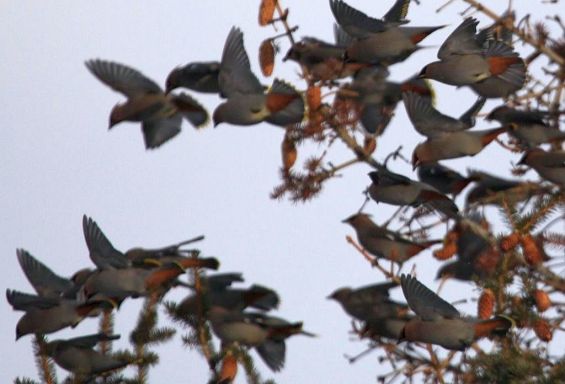 Bohemian Waxwing flock (Bill Griffiths, Wallowa Valley Jan'16)