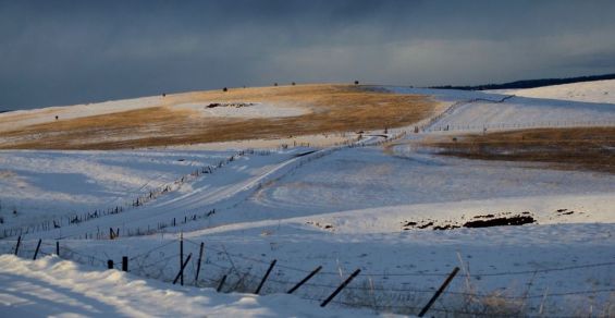 Golden field and snow (Bill Griffiths, Wallowa Valley Jan'16)