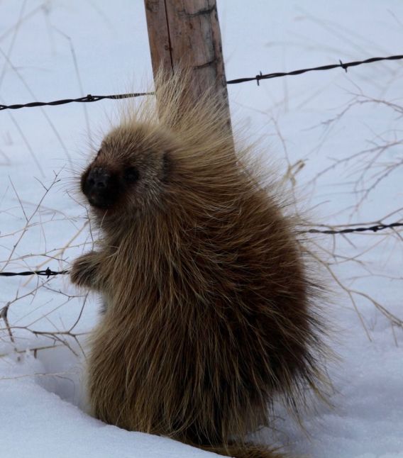 Porcupines are famous for their soft, warm fur (Bill Griffiths, Wallowa Valley Jan'16)