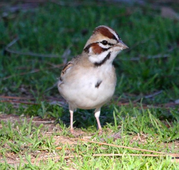 The elegant Lark Sparrow wearomg his stickpin (J. Waterman 2-13-16)