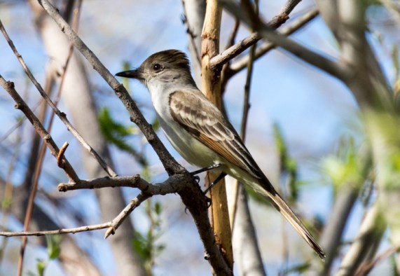 Ash-throated Flycatcher (R. Ehler 2-13-16)