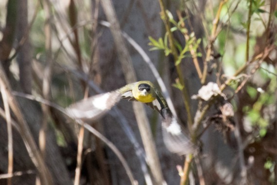 Lesser Goldfinch comin' right at'cha (R. Ehler 2-13-16)
