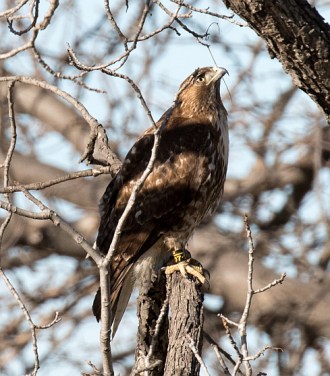 Juvenile Red-tailed Hawk (R. Ehler 2-13-16)