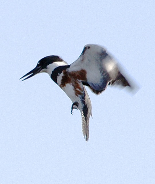 Female Belted Kingfisher - look for the cinnamon (J. Waterman 2-13-16)