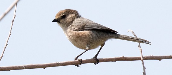 Bushtit (R. Ehler 3/27/16)