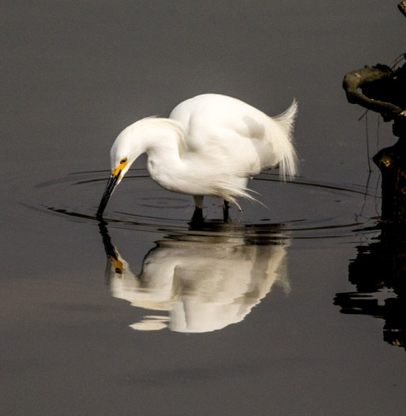 Snowy Egret in a reflective moment (R. Juncosa 3/27/16)