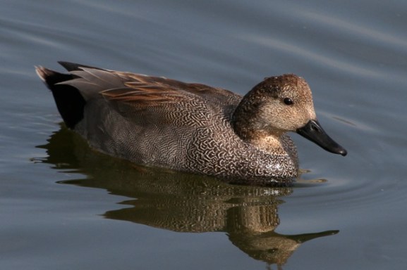 The finely vermiculated male Gadwall (Joyce Waterman 2-28-16)