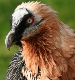 Lammergeier face 