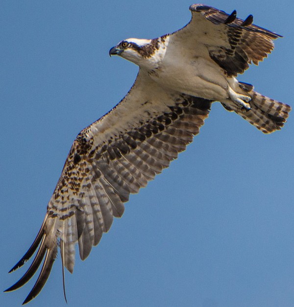 Osprey overhead (Ray Juncosa 2-28-16)