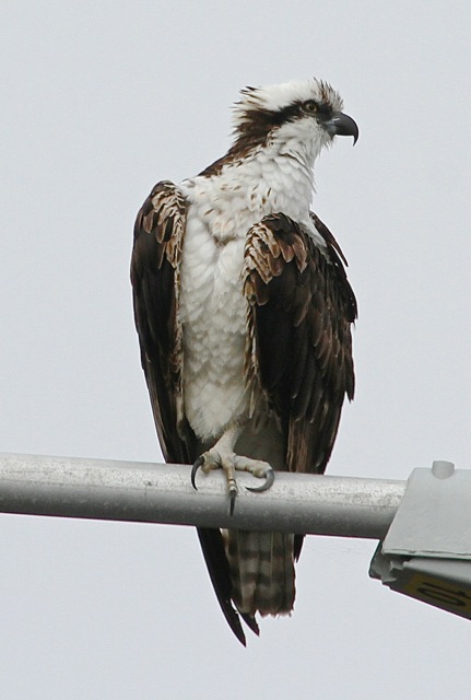 Osprey (Joyce Waterman 2-28-16)