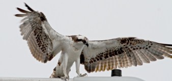 Getting ready to leave? (Joyce Waterman 2-28-16)